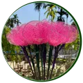 CATEGORY_DRY_FLOWERS_FOR_DECOR__Supreme crafts