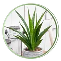 CATEGORY_INDOOR_PLANTS__RISHIKA PLANT HOUSE