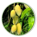 CATEGORY_MANGO_PLANTS__RISHIKA PLANT HOUSE