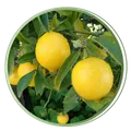 CATEGORY_LEMON_PLANTS__RISHIKA PLANT HOUSE