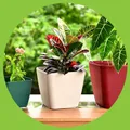 CATEGORY_PLANTERS__Eha.eco