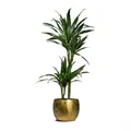 CATEGORY_PLANT_CONTAINER__Amaze Shine