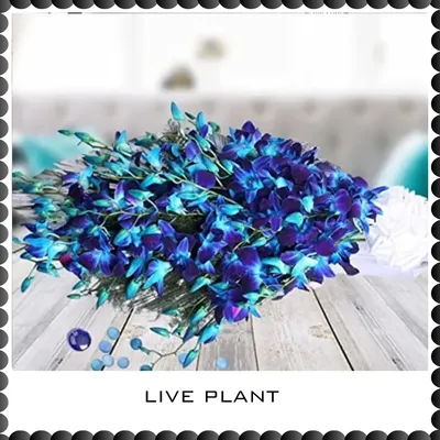 SHOP_BY_CATEGORIES_undefined__undefined