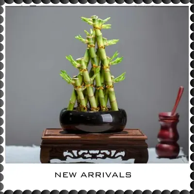 SHOP_BY_CATEGORIES_undefined__undefined
